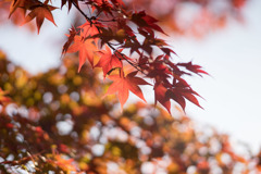昭和記念公園【日本庭園：紅葉のピックアップ】⑤20181117