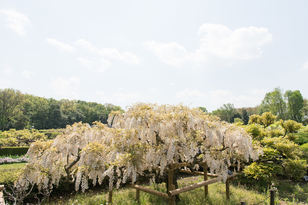 【神代植物公園(藤：麝香藤)】20150426