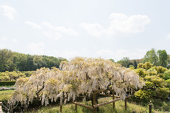 【神代植物公園(藤：麝香藤)】20150426