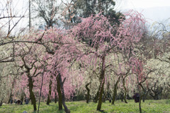 いなべ市梅林公園【満開の梅苑】③20190315