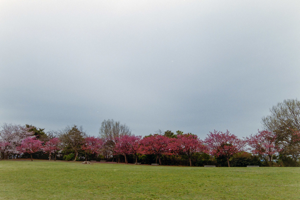 本牧山頂公園【サクラ：横浜緋桜】①20190330
