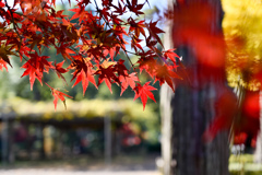 薬師池公園【紅葉のアップ】③20241130