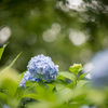 生田緑地【紫陽花】②20210620