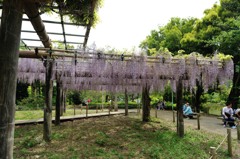 【薬師池公園の藤】②20140503