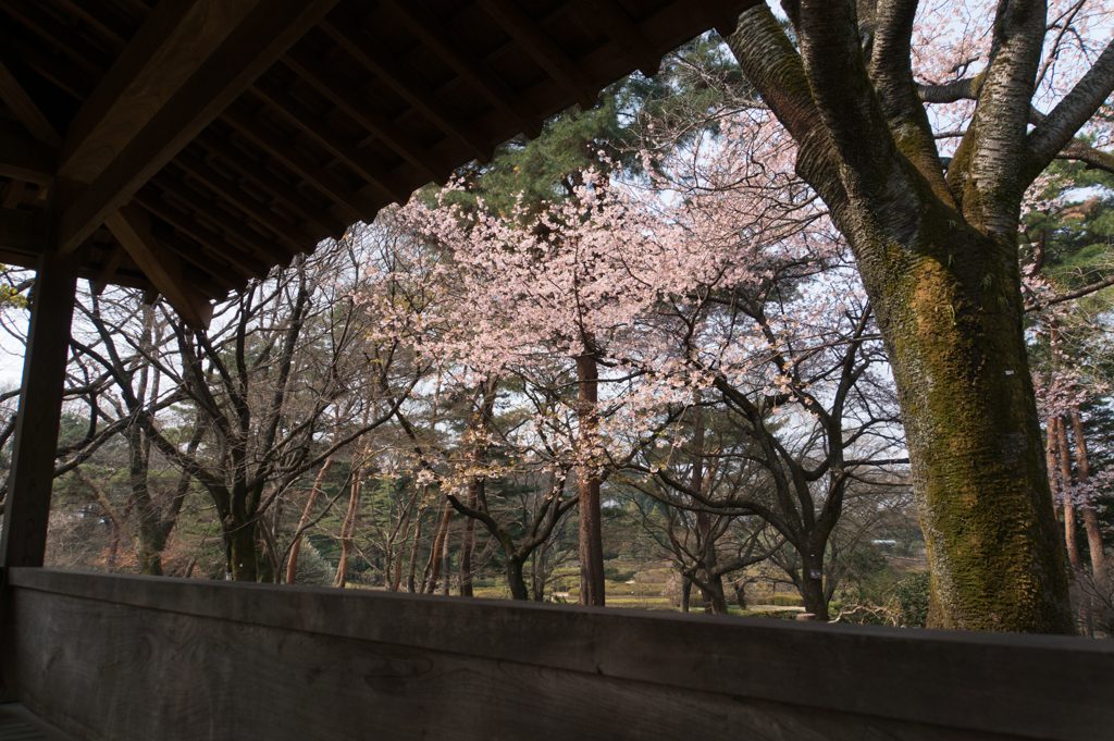 神代植物公園【桜：大寒桜】①20170319