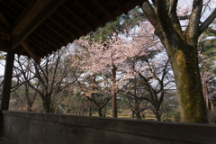 神代植物公園【桜：大寒桜】①20170319