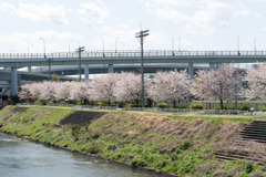 近所のサクラ【鶴見川「やもとはし」付近の染井吉野】①20200402