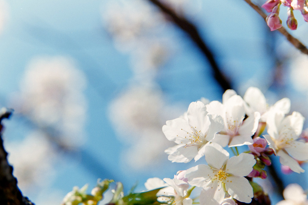 大船FC【桜：玉縄桜】③20190309