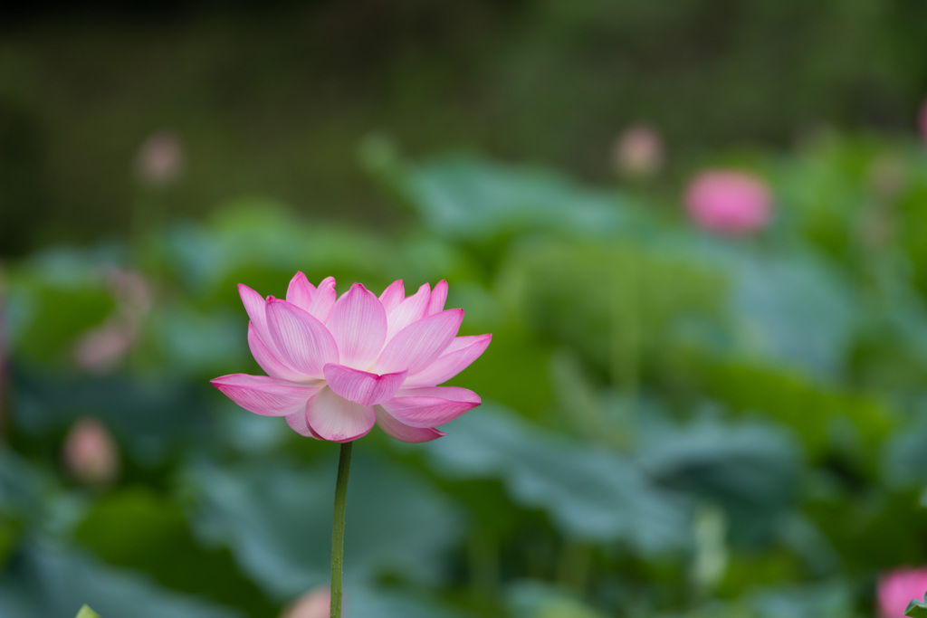 薬師池公園【大賀蓮】③20210711