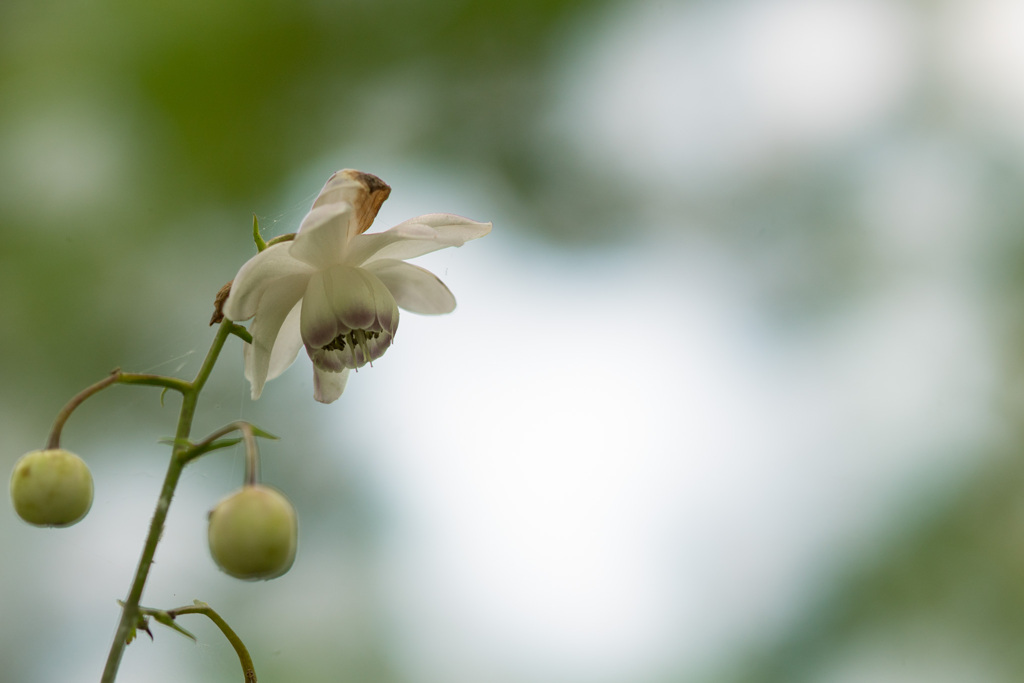 神代植物公園【レンゲショウマ】②20210724
