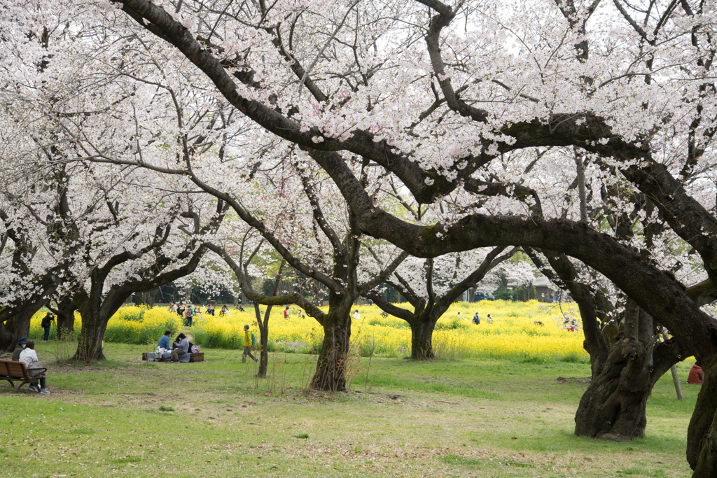 昭和記念公園【桜の園：桜林と菜の花】④20230329
