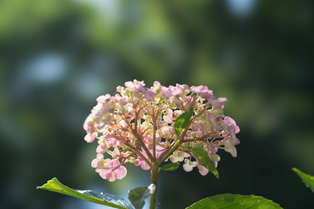 薬師池公園【渦紫陽花】②20170617