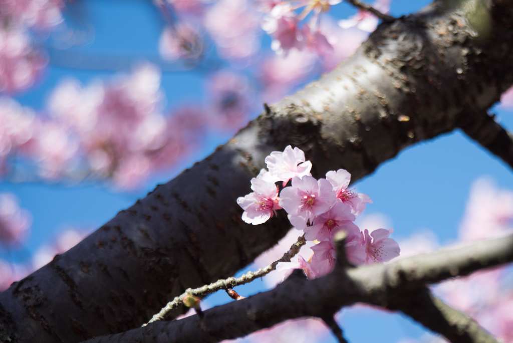 松田山【河津桜】③20170211