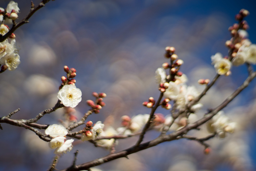 小田原FG【梅：八重野梅】④20190119