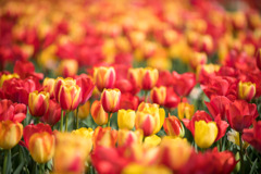 春の花菜ガーデン【チューリップ： 橙黄】①20200403