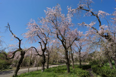 神代植物公園【八重紅枝垂桜】②20190413