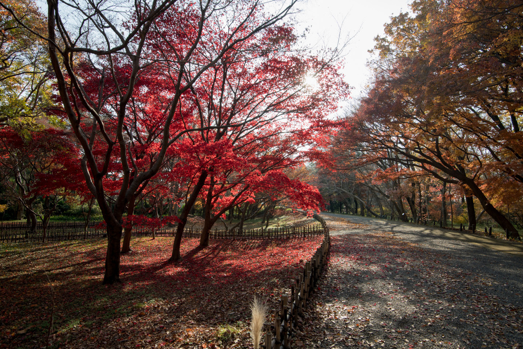 神代植物公園【かえで園の紅葉】①20201213