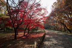 神代植物公園【かえで園の紅葉】①20201213