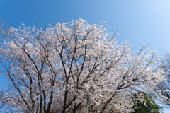 近所の緑道【サクラ：山桜】①20200406