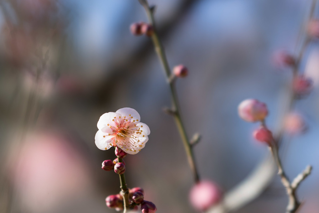 神代植物公園【梅：森の関】②20190126