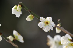 【月の桂】20140211