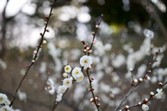 大倉山梅林【梅の花：玉牡丹】②20250214