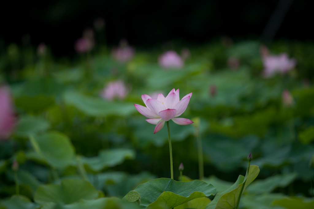 花菜ガーデン【蓮の花】①20200712