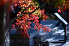 九品仏浄真寺【紅葉のアップ】②20241206