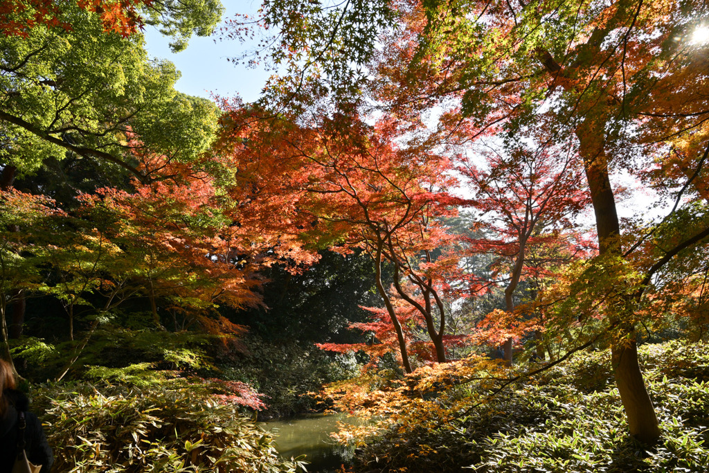 都内紅葉巡り【六義園：つつじ茶屋付近の紅葉】④20251128