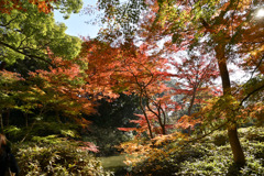 都内紅葉巡り【六義園：つつじ茶屋付近の紅葉】④20251128