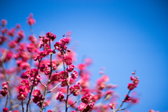 府中市郷土の森【梅の花：鹿児島紅】①20200211