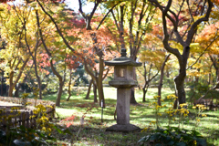 神代植物公園【かえで園(内部)】③20241203