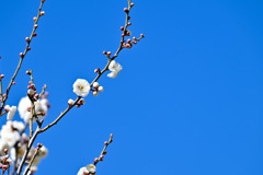 大船フラワーセンター【早咲きの梅：玉牡丹】①20260125