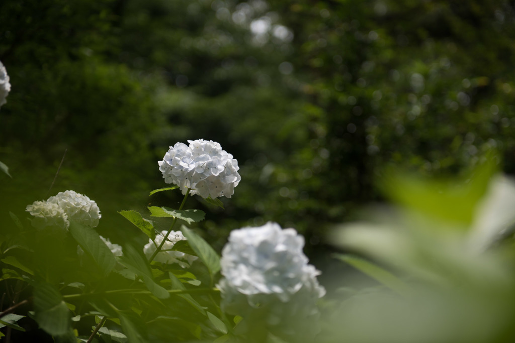 【浄慶寺(白色の紫陽花)】②20160612