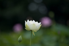 花菜ガーデン【蓮の花(友誼牡丹蓮)】①20200712