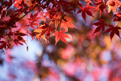 薬師池公園【旧荻野家手前の紅葉】⑤20181123