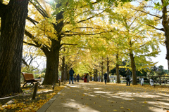 昭和記念公園【かたらいのイチョウ並木】20241119