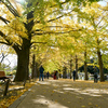 昭和記念公園【かたらいのイチョウ並木】20241119