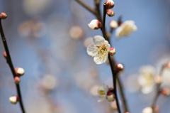 【神代植物公園(白難波)】20150228