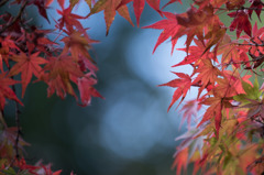 【ささぶねの道(紅葉)】⑤20151121