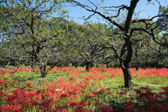府中市郷土の森【彼岸花(遠景)】20210919
