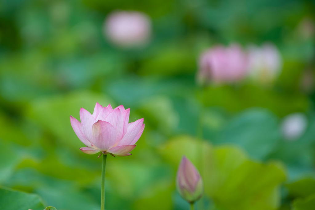 花菜ガーデン【蓮の花】②20190713