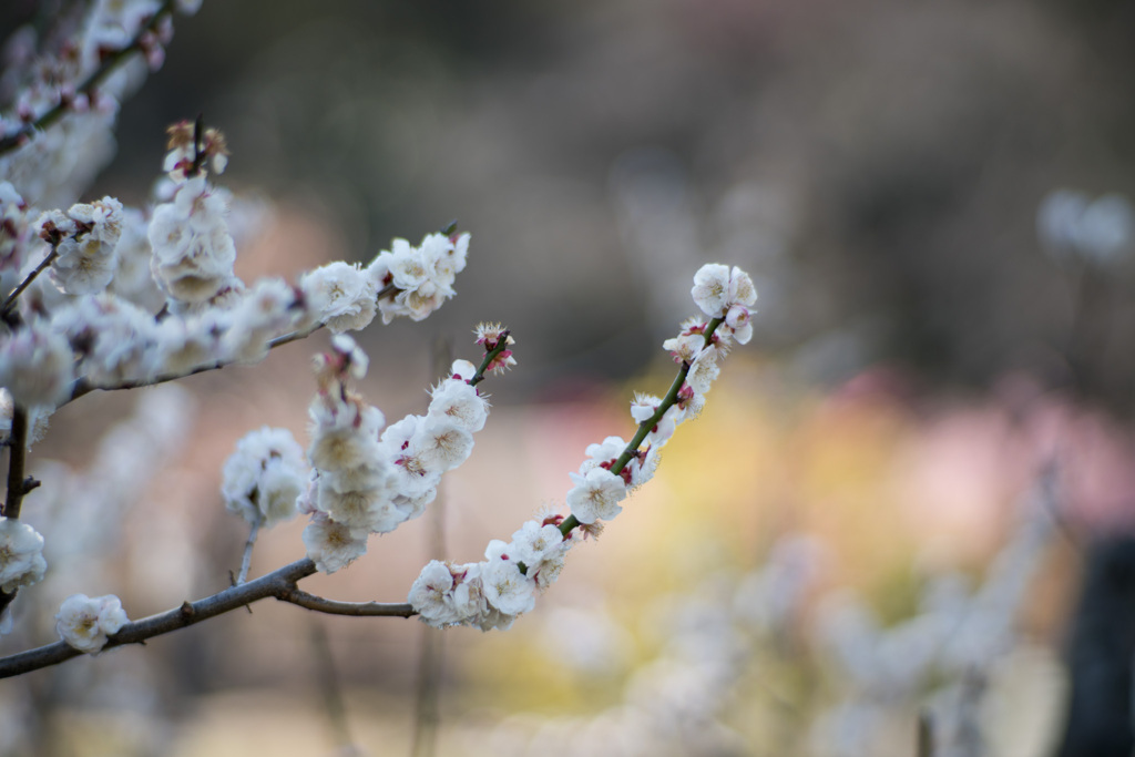 大倉山公園梅林【蓬莱】20210228