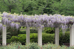 【神代植物公園(藤の花)】①20160424