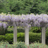 【神代植物公園(藤の花)】①20160424