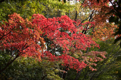 【ささぶねの道(紅葉)】②20151121