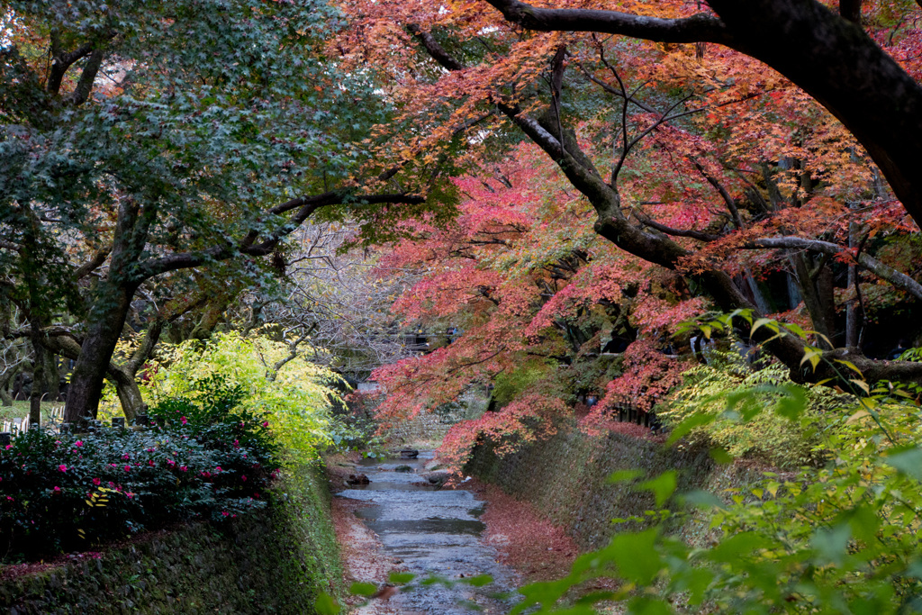 京都紅葉狩り【北野天満宮：紅葉】②20201122