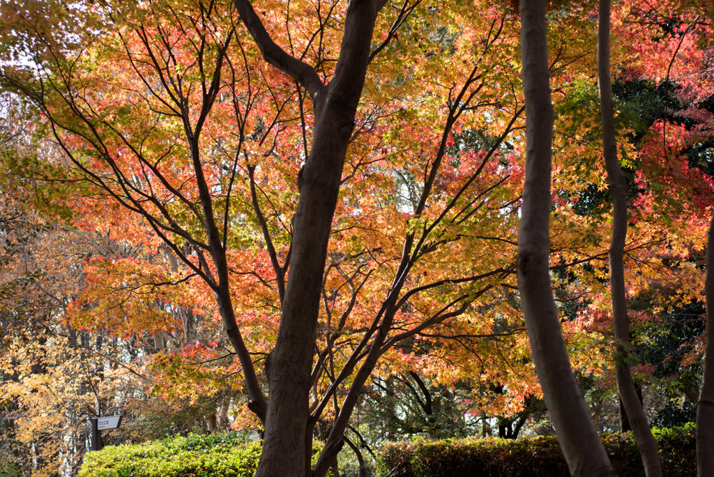 神代植物公園【かえで園の紅葉】③20181208