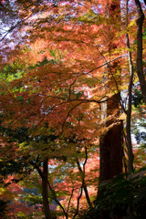 小石川後楽園【小盧山付近の紅葉】②20171126