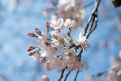 新宿御苑【桜：染井吉野】④20210323